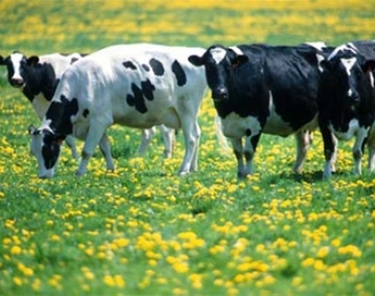 La Junta toma medidas &quot;urgentes&quot; para frenar la tuberculosis bovina