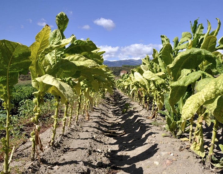 Extremadura produce el 95% de producción tabaquera total de España