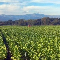 La Junta garantiza a los agricultores extremeños el pago inmediato de 11 millones de euros del FEGA