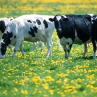 La Junta toma medidas &quot;urgentes&quot; para frenar la tuberculosis bovina