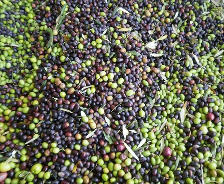 IU presentará mociones para regular el rebusco en el campo extremeño