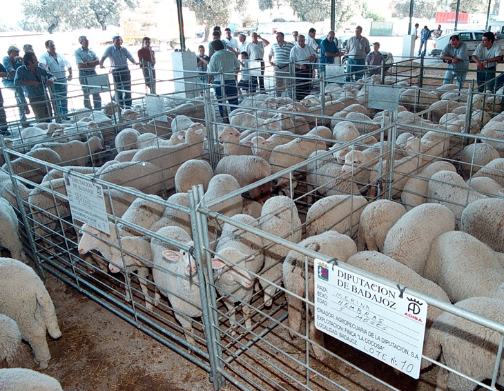 El Salón Ovino de Castuera subastará 60 cabezas de pura raza merina en su trigésima edición