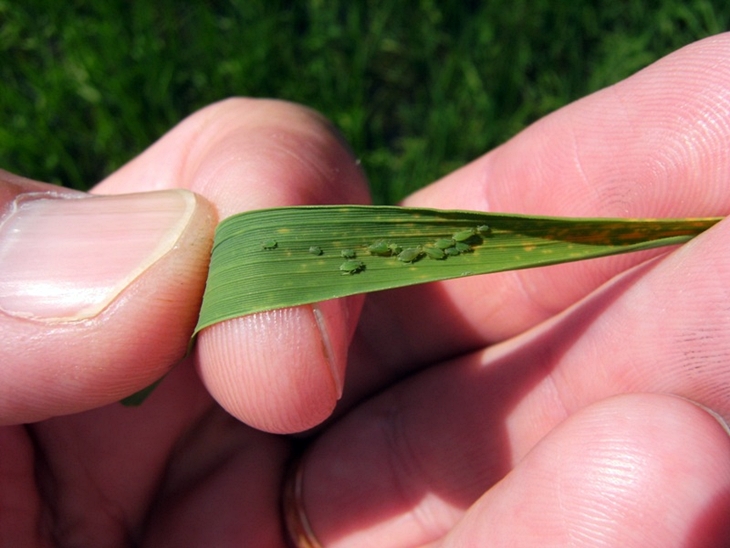 Medio Ambiente autoriza la campaña de tratamiento fitosanitario contra la pudenta del arroz
