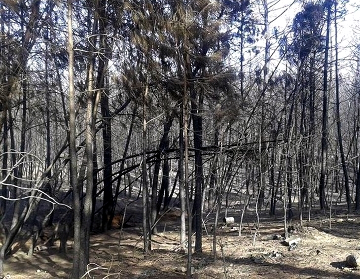 Se rebaja a Nivel 1 el incendio de Sierra de Gata