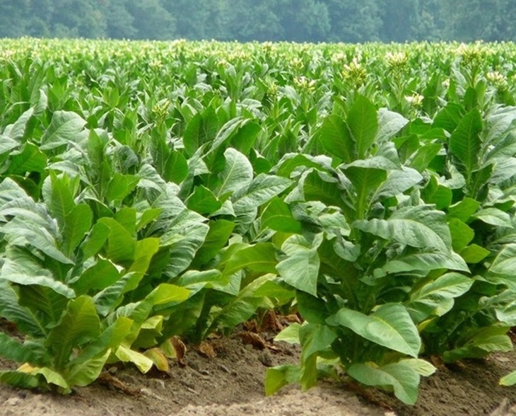 Vara &quot;negociará&quot; con multinacionales del sector del tabaco
