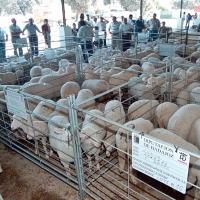 El Salón Ovino de Castuera subastará 60 cabezas de pura raza merina en su trigésima edición