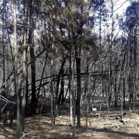 Se rebaja a Nivel 1 el incendio de Sierra de Gata