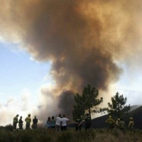 PACMA pide colaboración ciudadana para ayudar a los animales en riesgo por el incendio