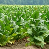 Vara &quot;negociará&quot; con multinacionales del sector del tabaco