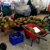 Intervienen 1130 kilos de melones en el mercadillo semanal
