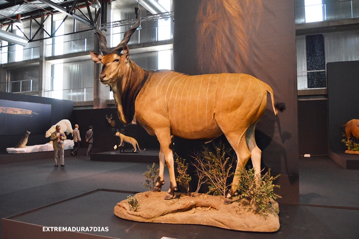 Espectacular exposición de animales salvajes en Feciex 2015