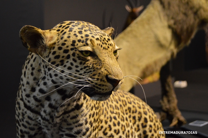 Espectacular exposición de animales salvajes en Feciex 2015