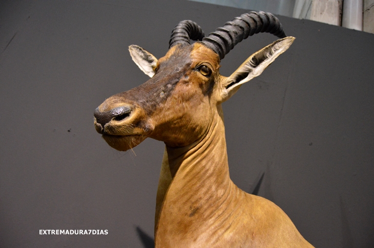 Espectacular exposición de animales salvajes en Feciex 2015