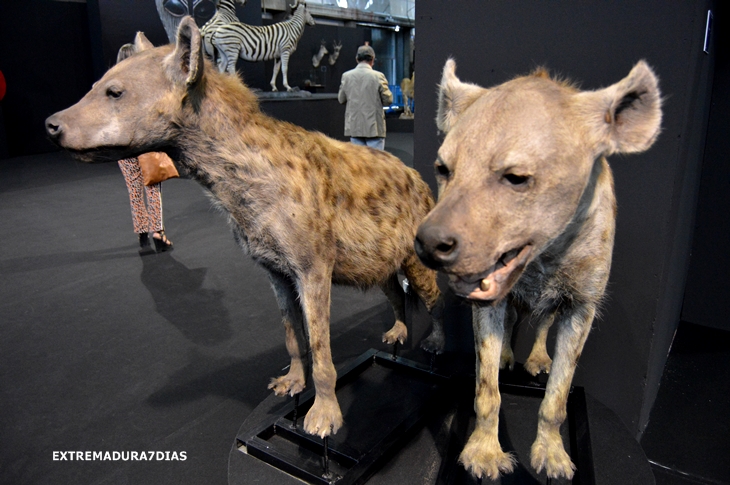 Espectacular exposición de animales salvajes en Feciex 2015