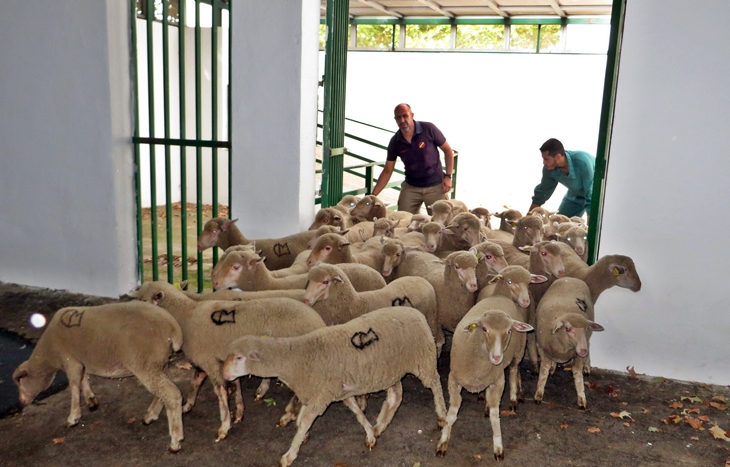 Las 2.200 cabezas de ganado ya están en las naves de la Feria de Zafra