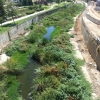 Denuncian el colapso de suciedad que sufre el cauce del arroyo Rivillas
