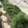 Denuncian el colapso de suciedad que sufre el cauce del arroyo Rivillas