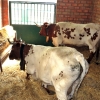 Las 2.200 cabezas de ganado ya están en las naves de la Feria de Zafra