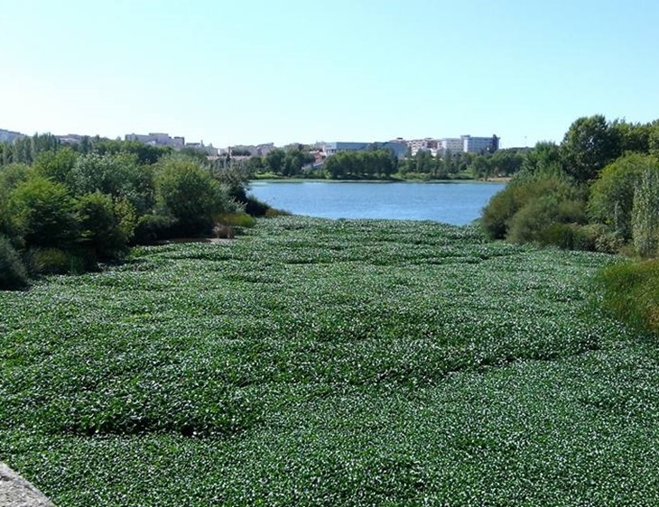 Ciudadanos (C’s) exige un plan permanente de control y prevención para el camalote del Guadiana