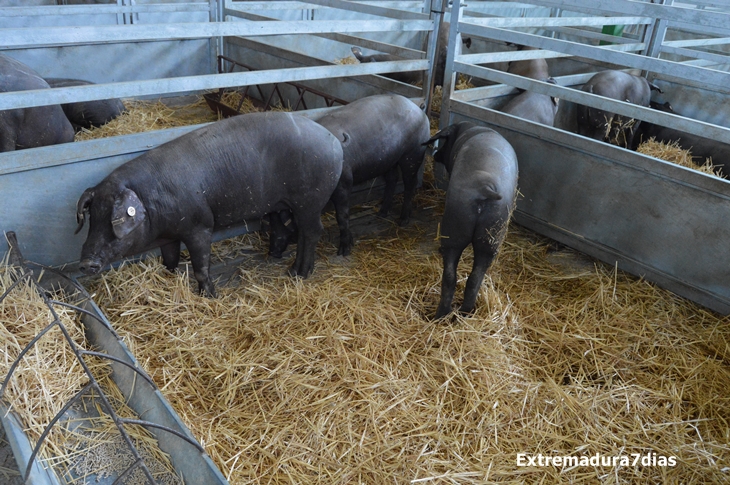 REPORTAJE FOTOGRÁFICO de la Inauguración de la Feria de Zafra