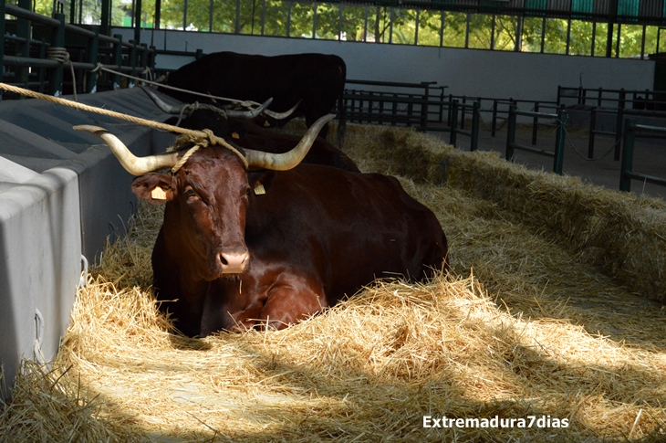 REPORTAJE FOTOGRÁFICO de la Inauguración de la Feria de Zafra