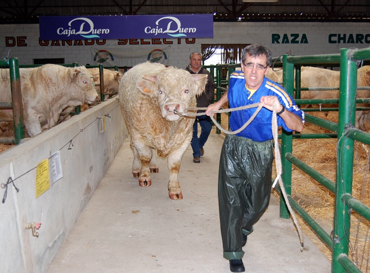 La Feria Agroganadera de Trujillo contará con más de mil cabezas de ganado