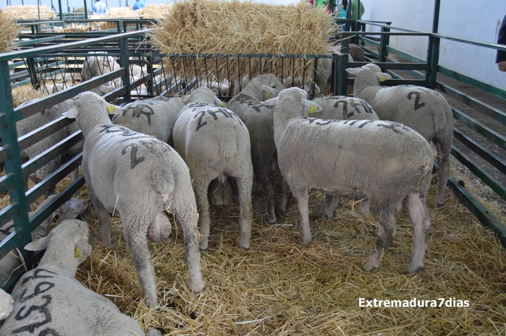 Ambiente en la Feria de Zafra