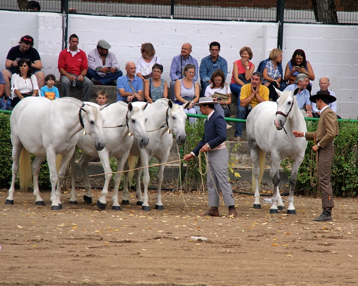 180 caballos de pura raza española compiten en Zafra