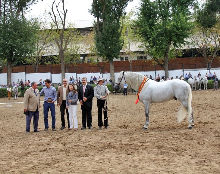 180 caballos de pura raza española compiten en Zafra