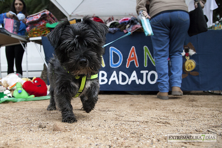 Un centenar de perros toman la Alcazaba de Badajoz