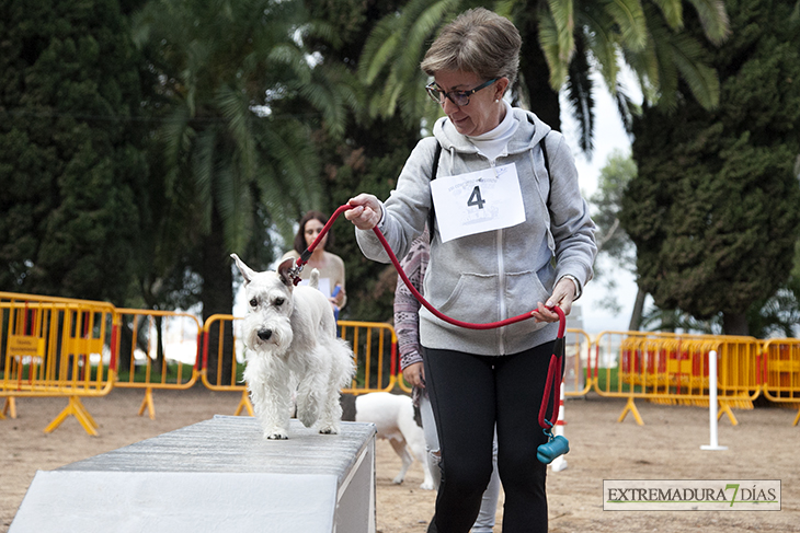 Un centenar de perros toman la Alcazaba de Badajoz