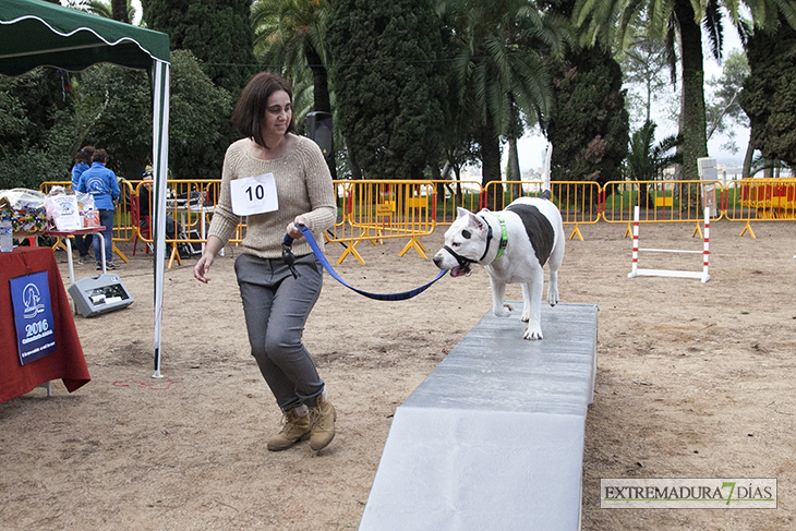 Un centenar de perros toman la Alcazaba de Badajoz