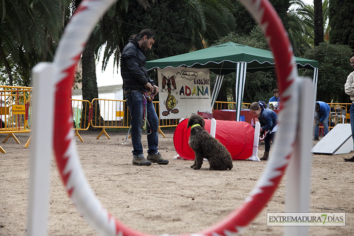 Un centenar de perros toman la Alcazaba de Badajoz