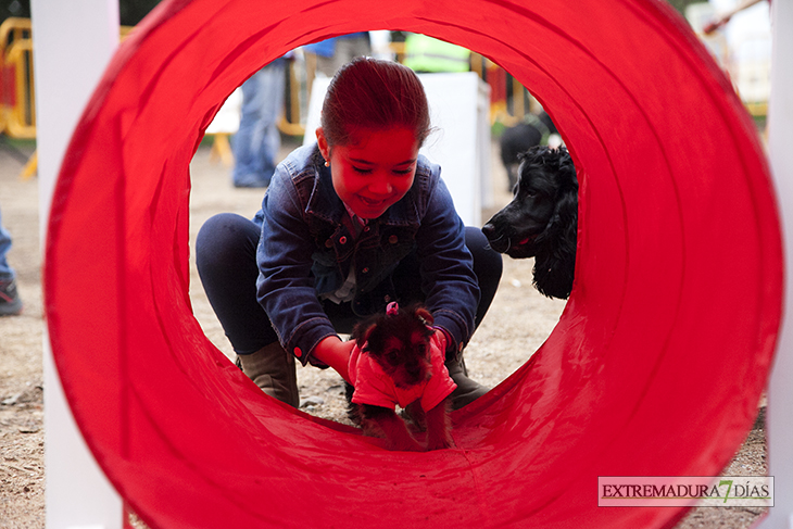 Un centenar de perros toman la Alcazaba de Badajoz