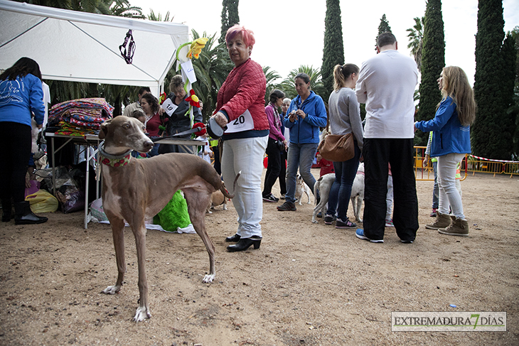 Un centenar de perros toman la Alcazaba de Badajoz