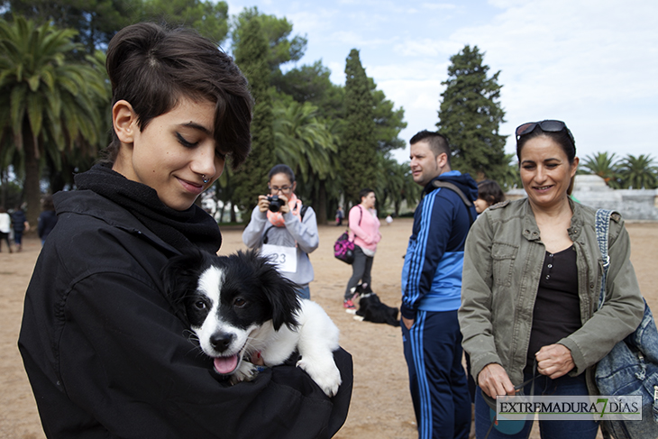 Un centenar de perros toman la Alcazaba de Badajoz