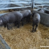 REPORTAJE FOTOGRÁFICO de la Inauguración de la Feria de Zafra