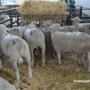 Ambiente en la Feria de Zafra