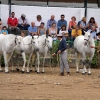 180 caballos de pura raza española compiten en Zafra