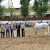 180 caballos de pura raza española compiten en Zafra