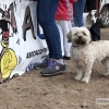 Un centenar de perros toman la Alcazaba de Badajoz