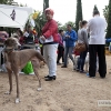 Un centenar de perros toman la Alcazaba de Badajoz