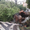 Cae un árbol de grandes dimensiones en la plaza de San Andrés (Badajoz)