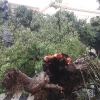 Cae un árbol de grandes dimensiones en la plaza de San Andrés (Badajoz)