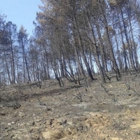 El PSOE exigirá a Rajoy 50 millones de euros para sufragar los daños del incendio