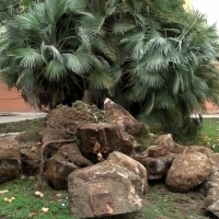 Se realiza el destoconado de árboles en varias zonas de Mérida