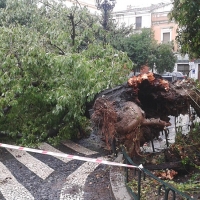 Cae un árbol de grandes dimensiones en la plaza de San Andrés (Badajoz)