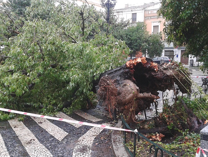 Cae un árbol de grandes dimensiones en la plaza de San Andrés (Badajoz)