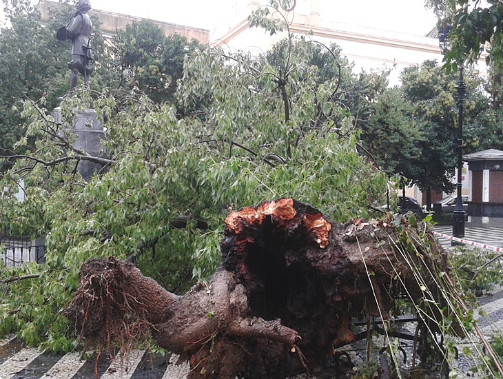 Cae un árbol de grandes dimensiones en la plaza de San Andrés (Badajoz)