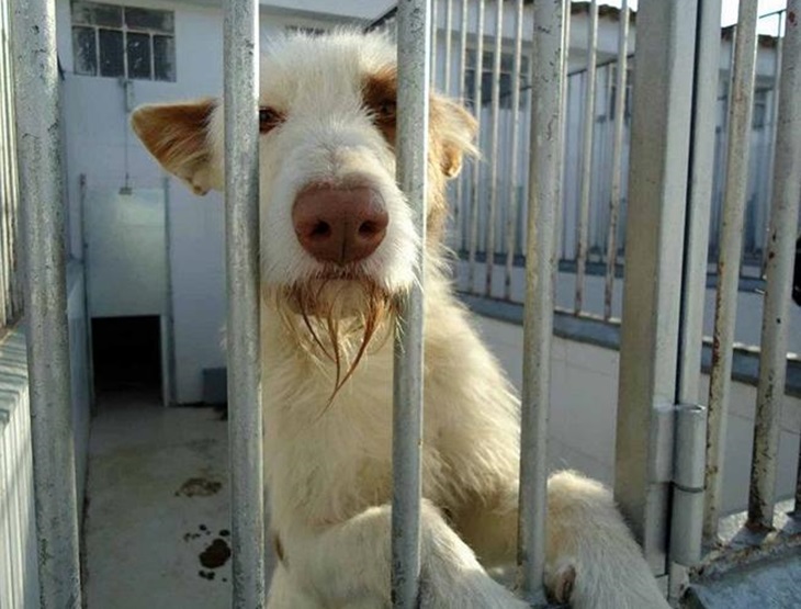 Mérida apuesta por “sacrificio cero” con una ordenanza de protección animal